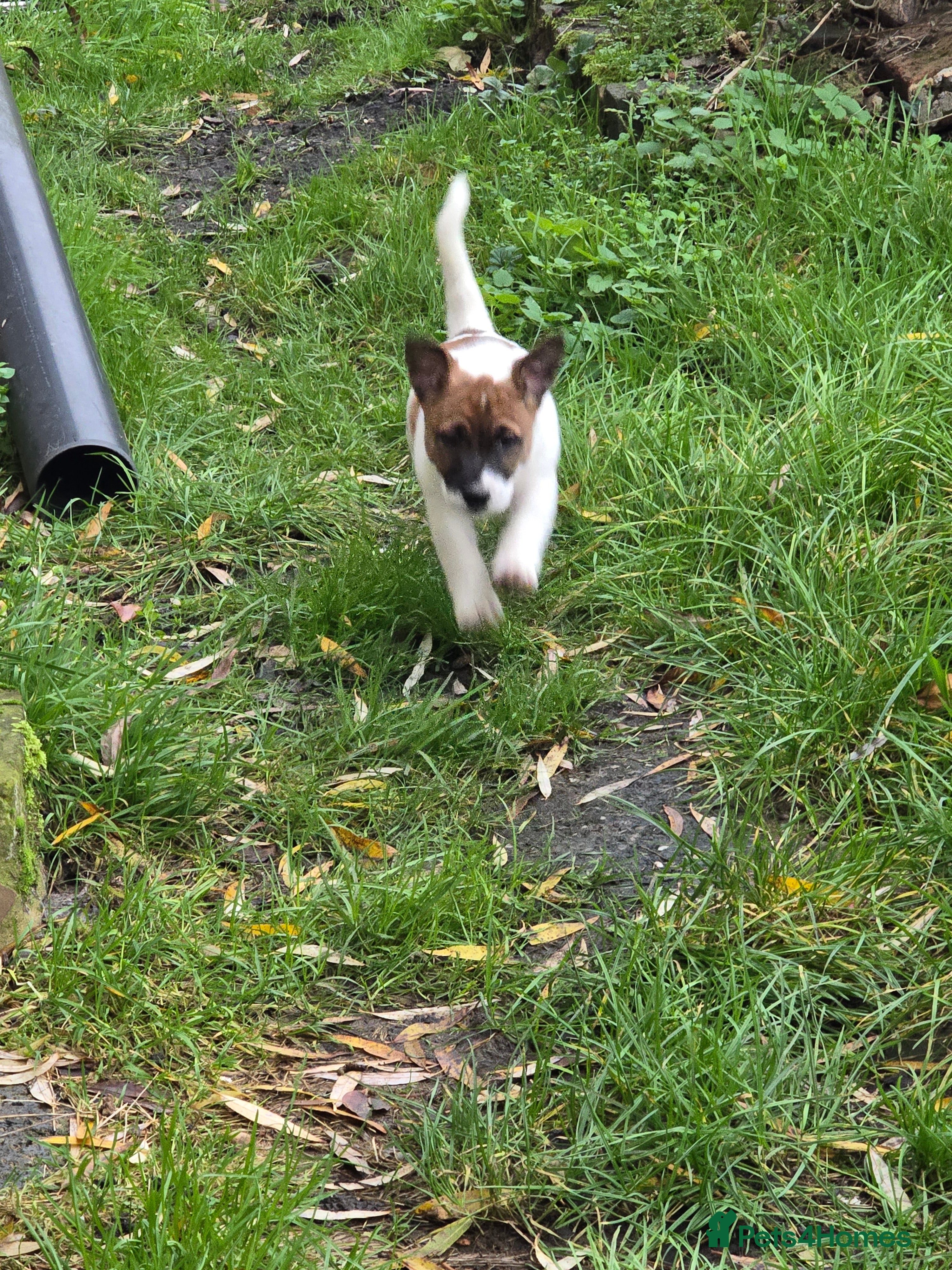 Mixed Breed dogs playfull puppies - Advert 7