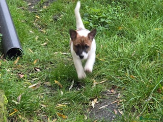 Mixed Breed dogs playfull puppies - Advert 7