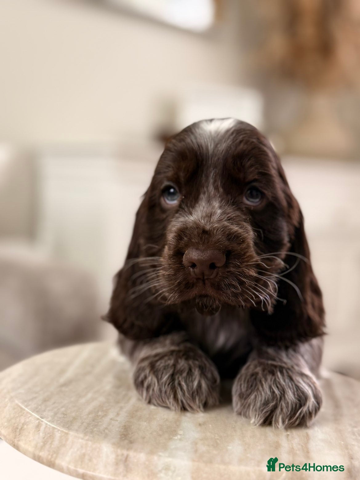 Cocker Spaniel dogs Show type cocker spaniels  - Advert 7