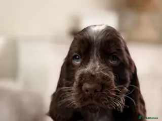 Cocker Spaniel dogs Show type cocker spaniels - Advert 7