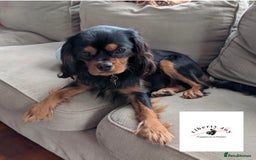 Cavalier King Charles Spaniel dogs for sale: KC Registered Cavalier King Charles, West Sussex - Image 2
