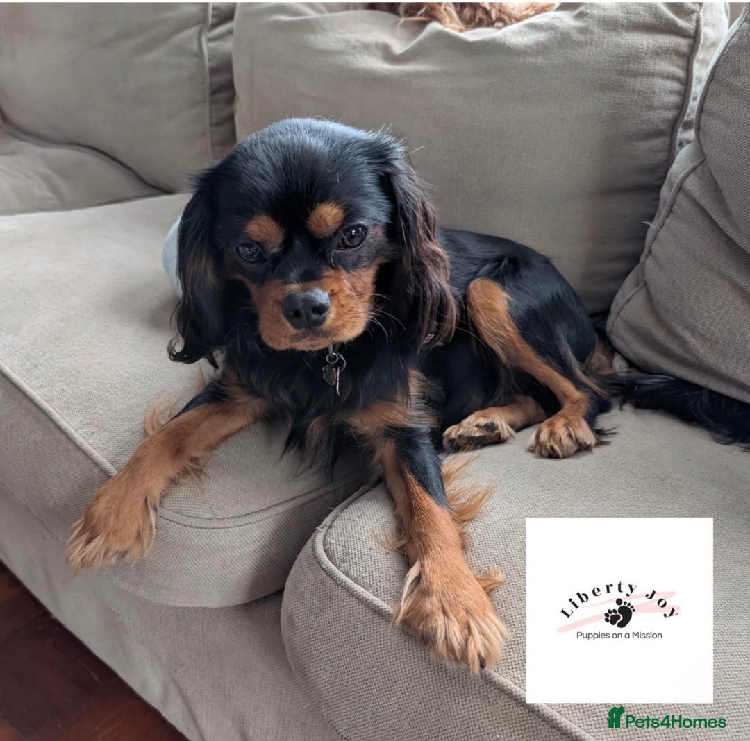 Cavalier King Charles Spaniel dogs for sale: KC Registered Cavalier King Charles, West Sussex - Image 2