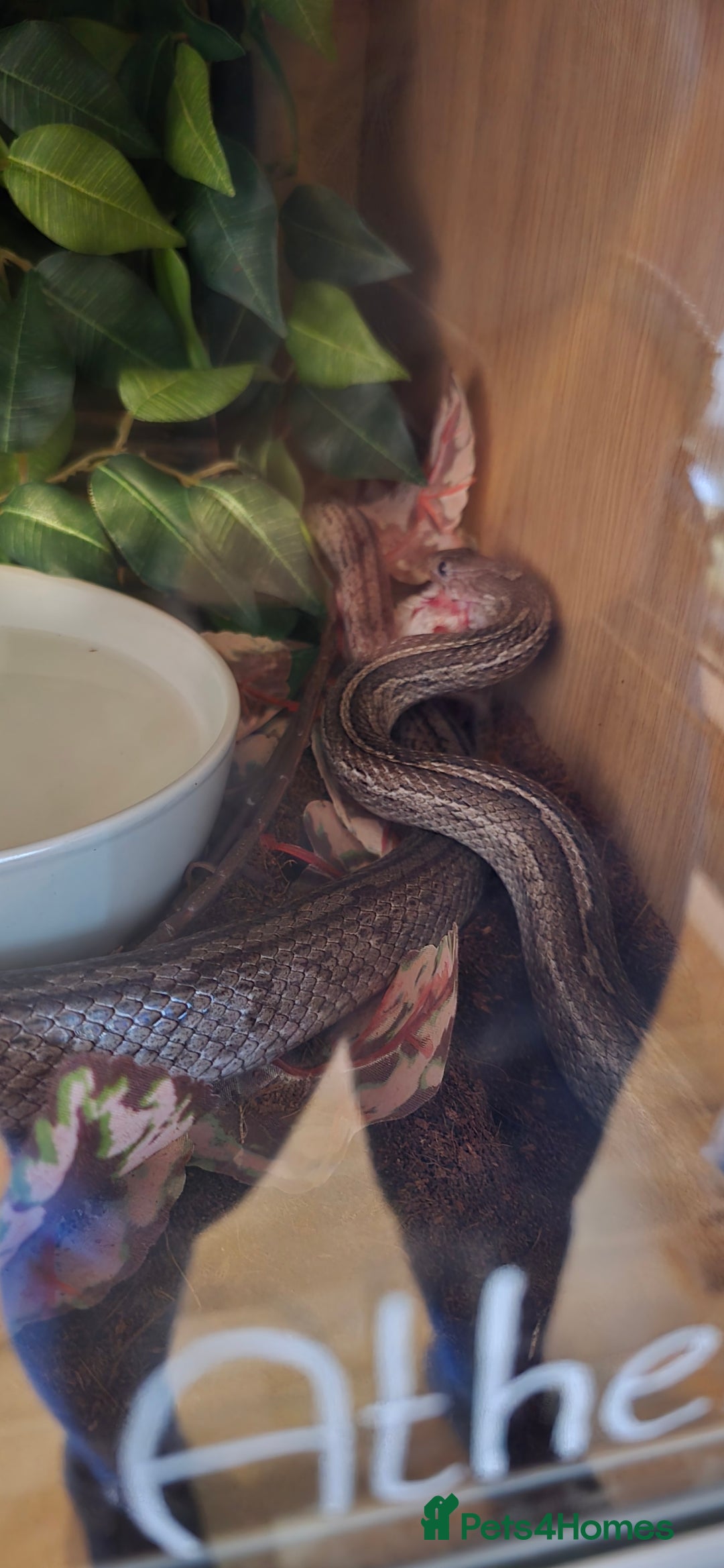 Corn Snake reptiles for sale: Baby Corn Snake For sale  - Advert 3