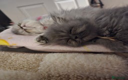 Persian cats for sale: Persians  - Image 22