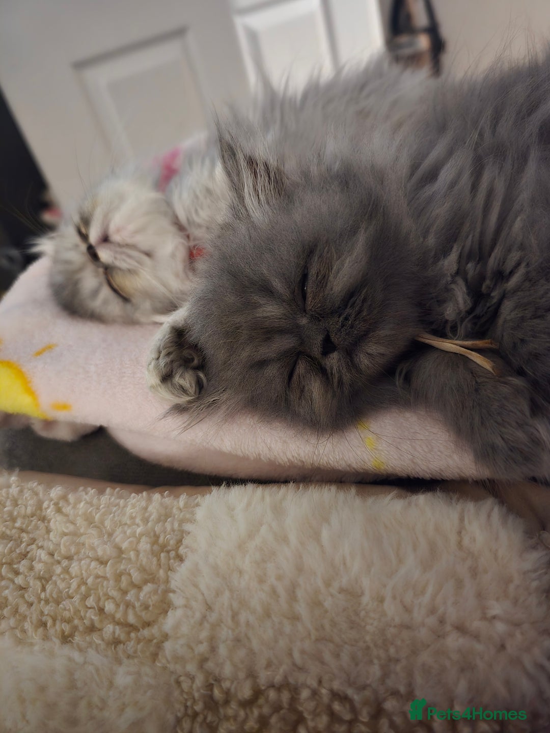 Persian cats for sale: Persians  - Image 22