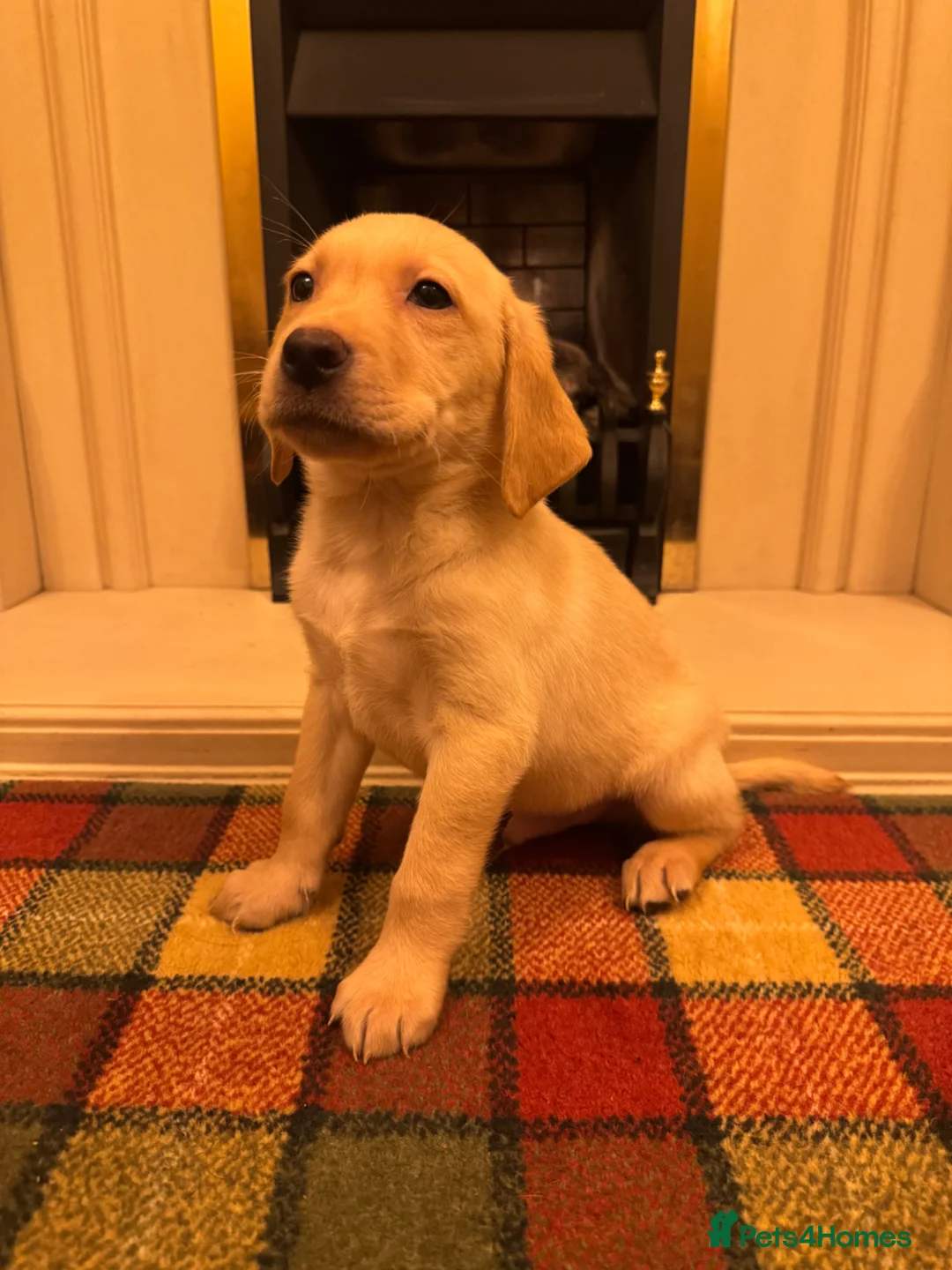 Labrador Retriever dogs for sale: Beautiful KC boy-health tested parents&super ped in Mansfield - Advert 1