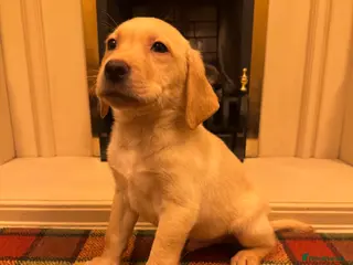 Labrador Retriever dogs Beautiful KC boy-health tested parents&super ped - Advert 3