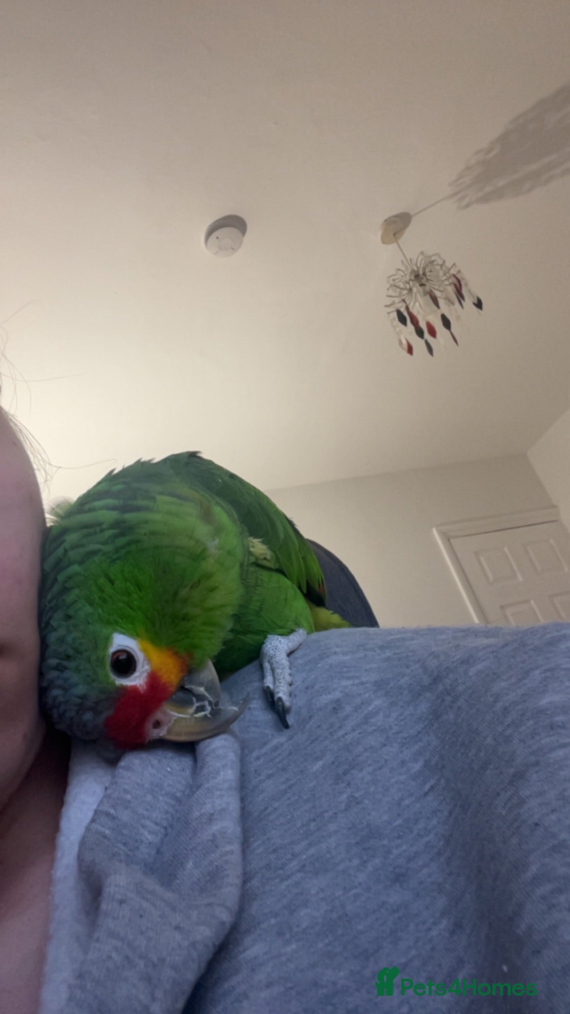 Parrots birds 3 Year Old Red Lored Amazon Parrot - Advert 3