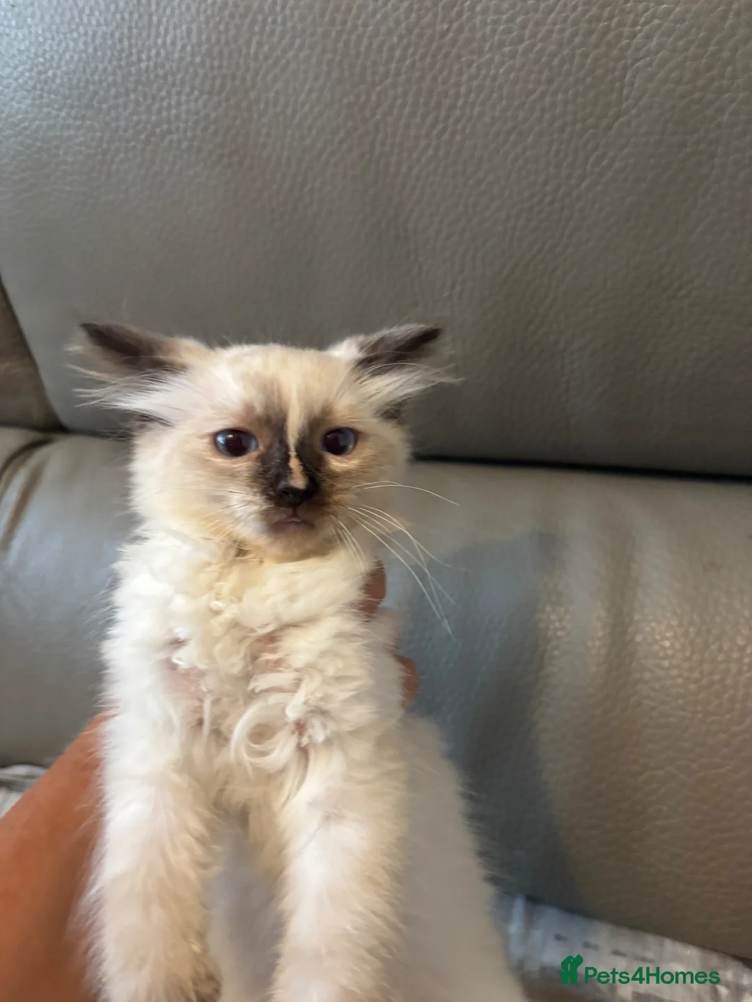 Ragdoll cats for sale: Stunning ragdoll kittens ready now  - Advert 2