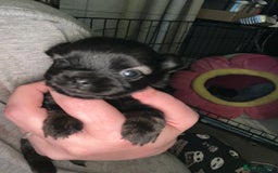 Pomchi dogs for sale: 2 beautiful tiny little Pomchi girls - Image 7