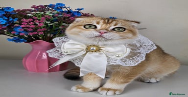 Scottish Fold cats - Advert 3