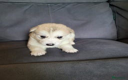 Siberian Husky dogs for sale: Friendly Siberian Huskies. Only 6 Left. - Image 6