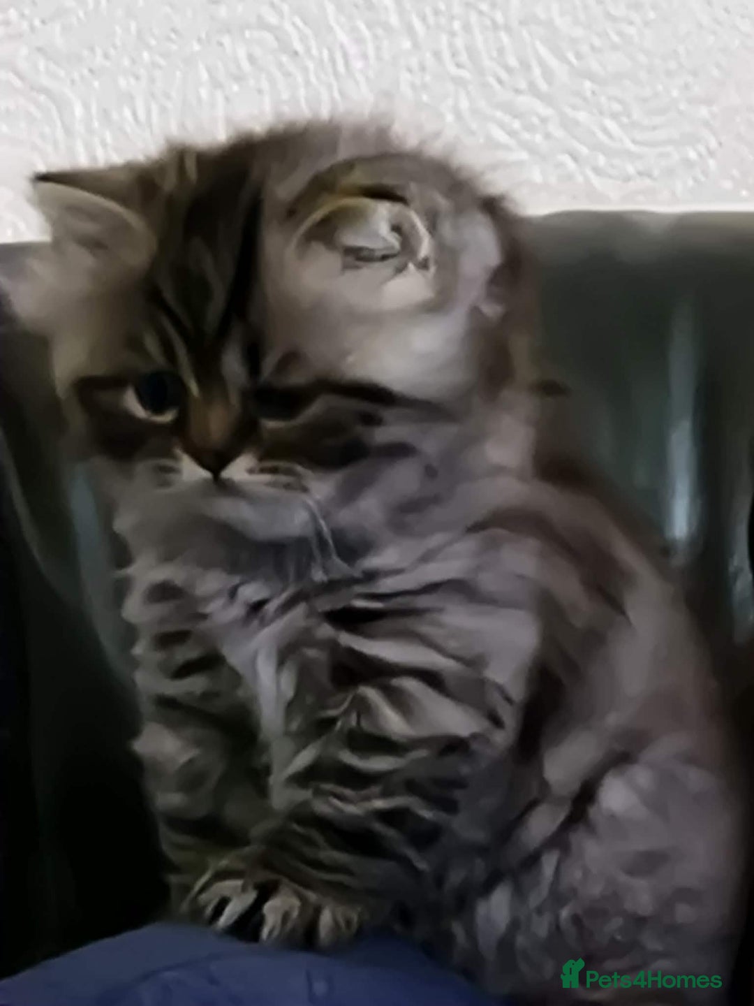 British Longhair cats for sale: Gorgeous British Longhair Girl – Ready Now - Advert 3