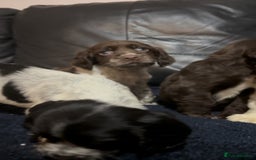 Cocker Spaniel dogs for sale: Adorable cocker spaniel puppies - Image 14