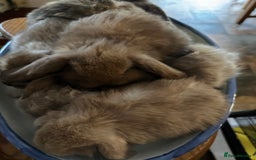 Mini Lop rabbits for sale: Mini lop baby bunnies, show parents - Image 4