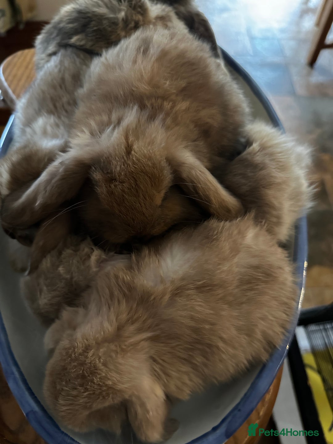 Mini Lop rabbits for sale: Mini lop baby bunnies, show parents - Image 4