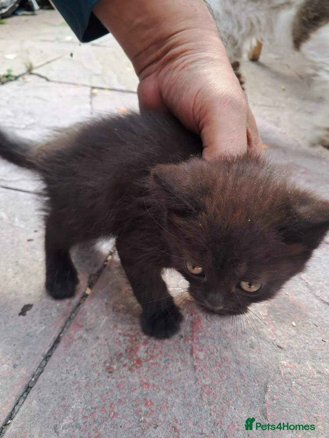 Turkish Van cats for sale: 6 Beautiful Kittens Looking for Loving Homes 🐾 - Advert 2