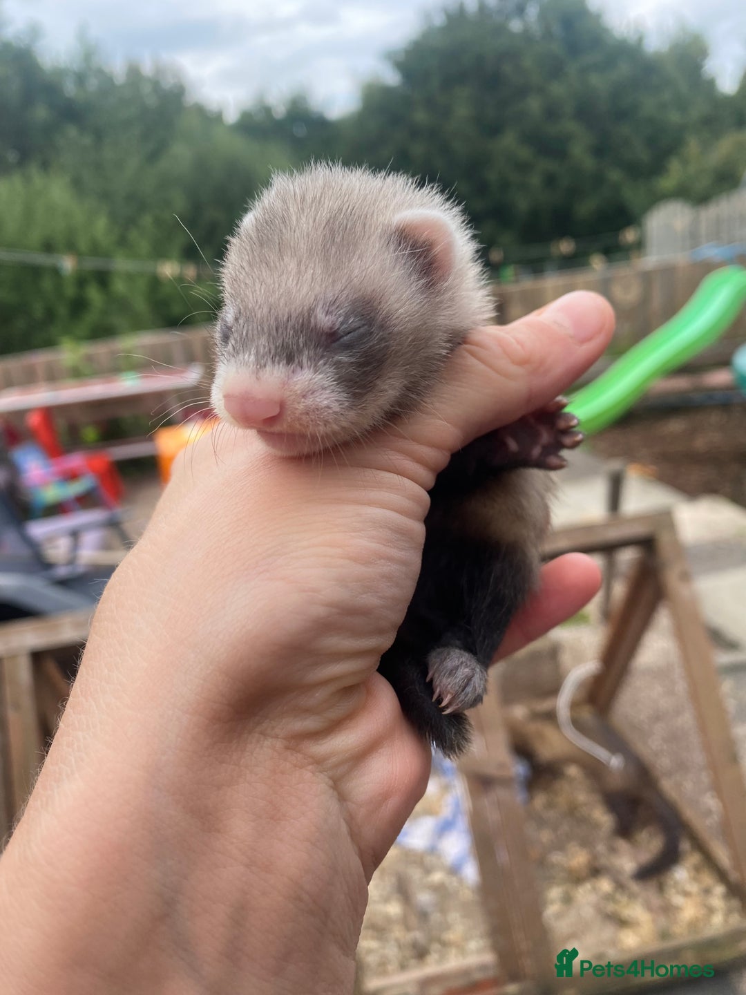 Ferret rodents for sale: Ferrets for sale  - Image 3