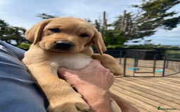 Labrador Retriever dogs for sale: KC registered Labrador puppies. in Plymouth - Image 20