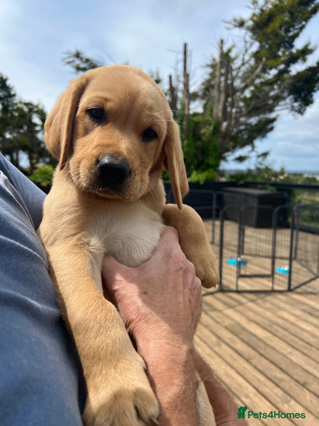 Labrador Retriever dogs for sale: KC registered Labrador puppies. in Plymouth - Image 20