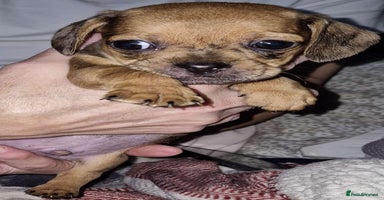 Mixed Breed dogs - Advert 10