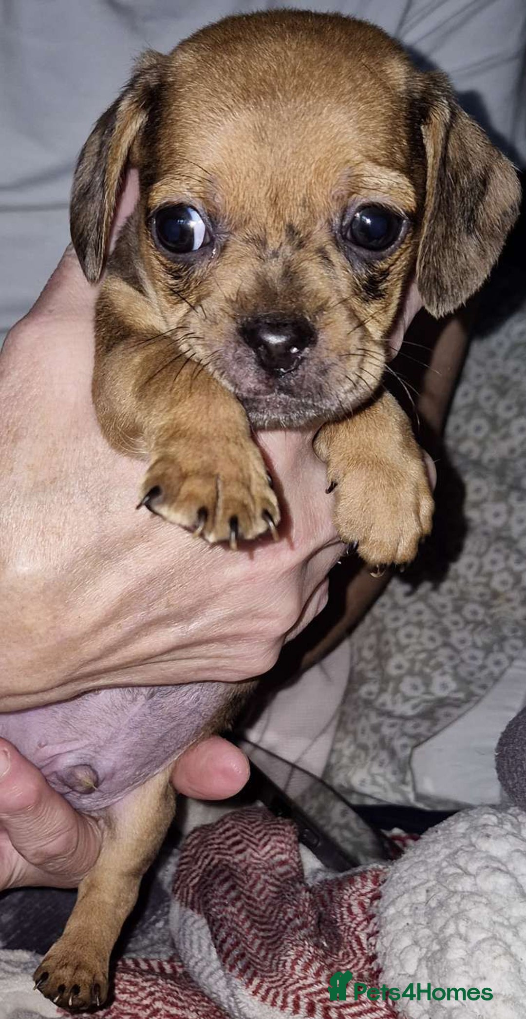 Mixed Breed dogs for sale: Dashound/Pug mix - Image 3