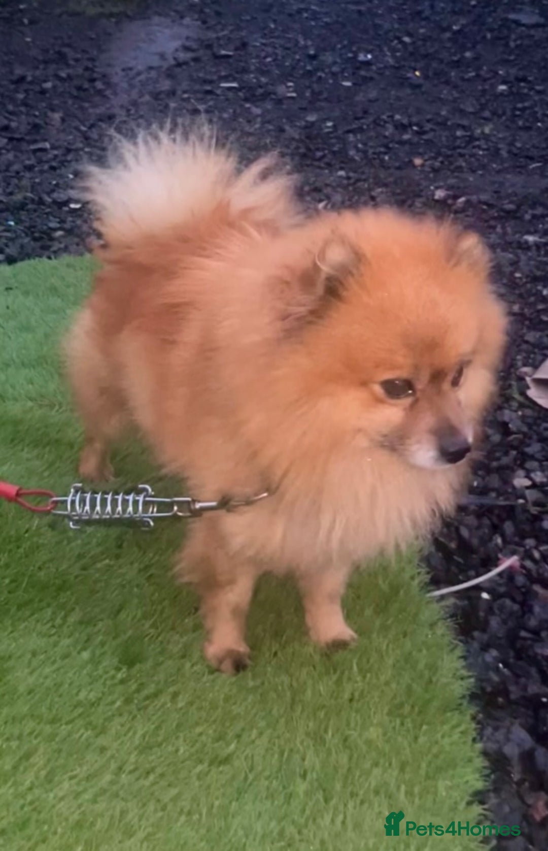 Pomeranian dogs for stud: Pomeranian stud - Advert 2