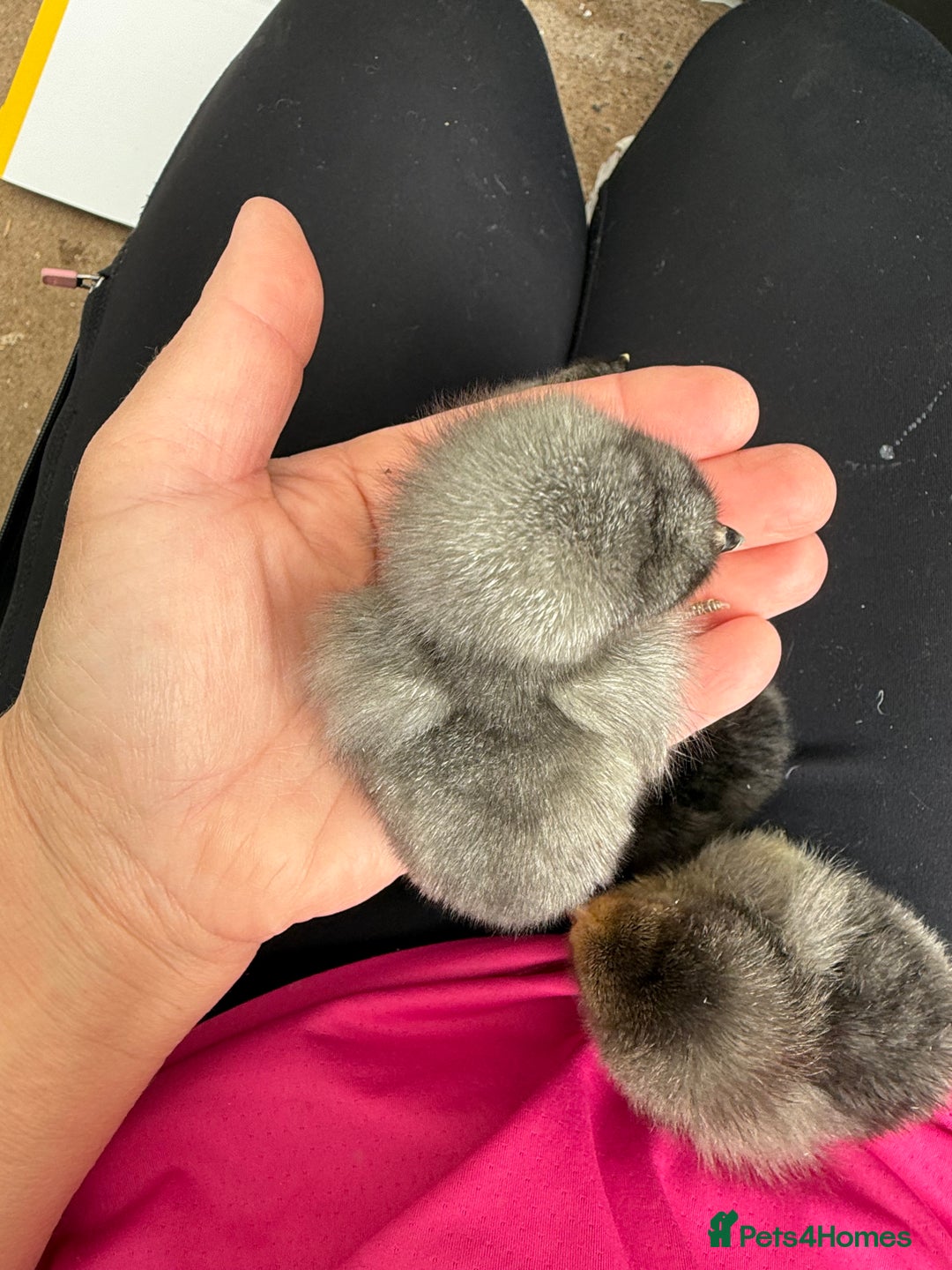 Chickens poultry for sale: Day old chicks, Are you chasing the rainbow eggs.  - Image 2