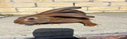 Belgian Hares rabbits for sale: BUCK & DOE - BELGIAN HARES  - Advert 5