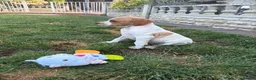 Pointer dogs for sale: Pointer pups | Working & Champion Bloodlines  - Advert 8