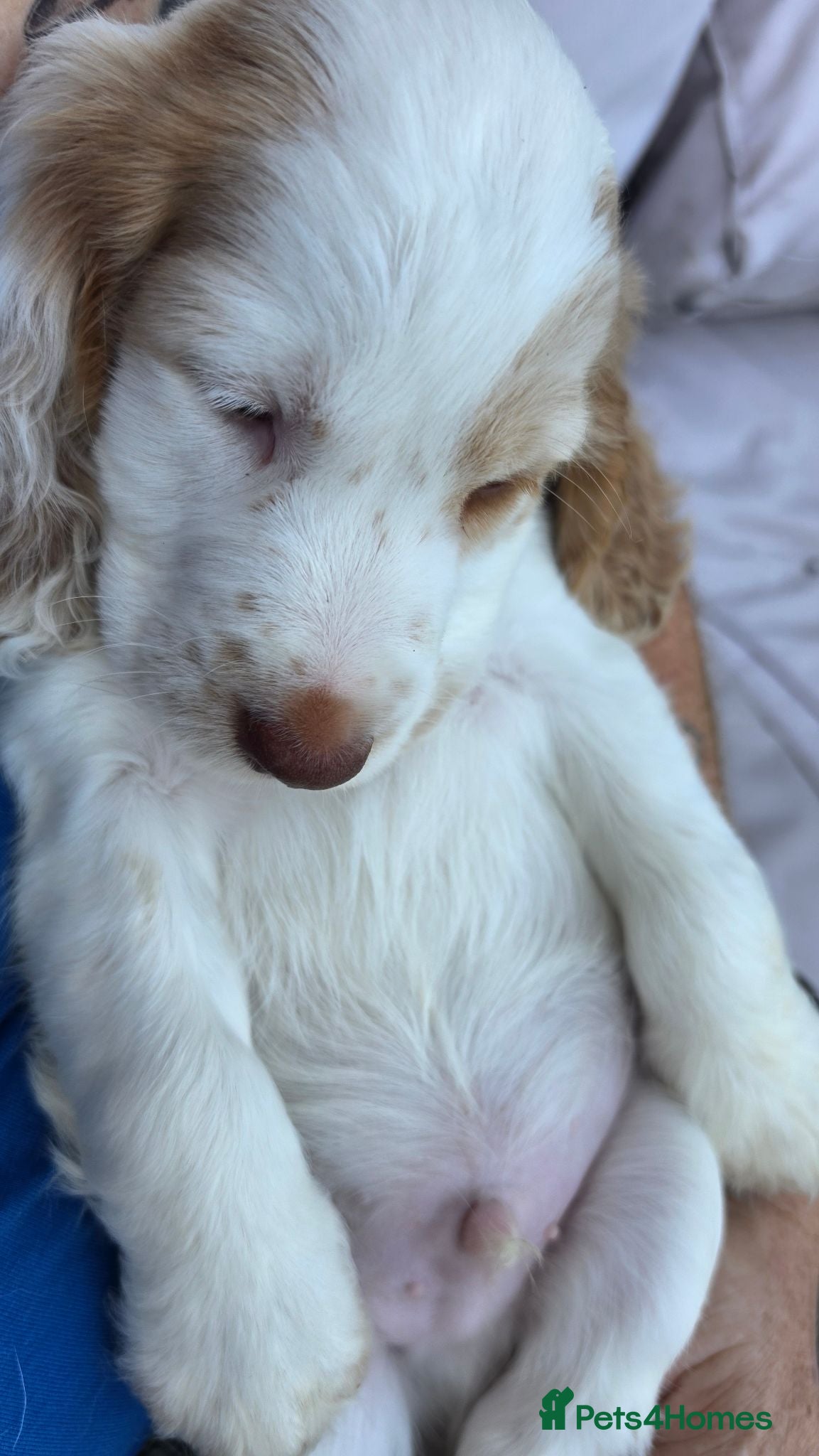 Cocker Spaniel dogs 1 Boy Cocker Spaniel Puppy left avail. 10th Aug - Advert 1