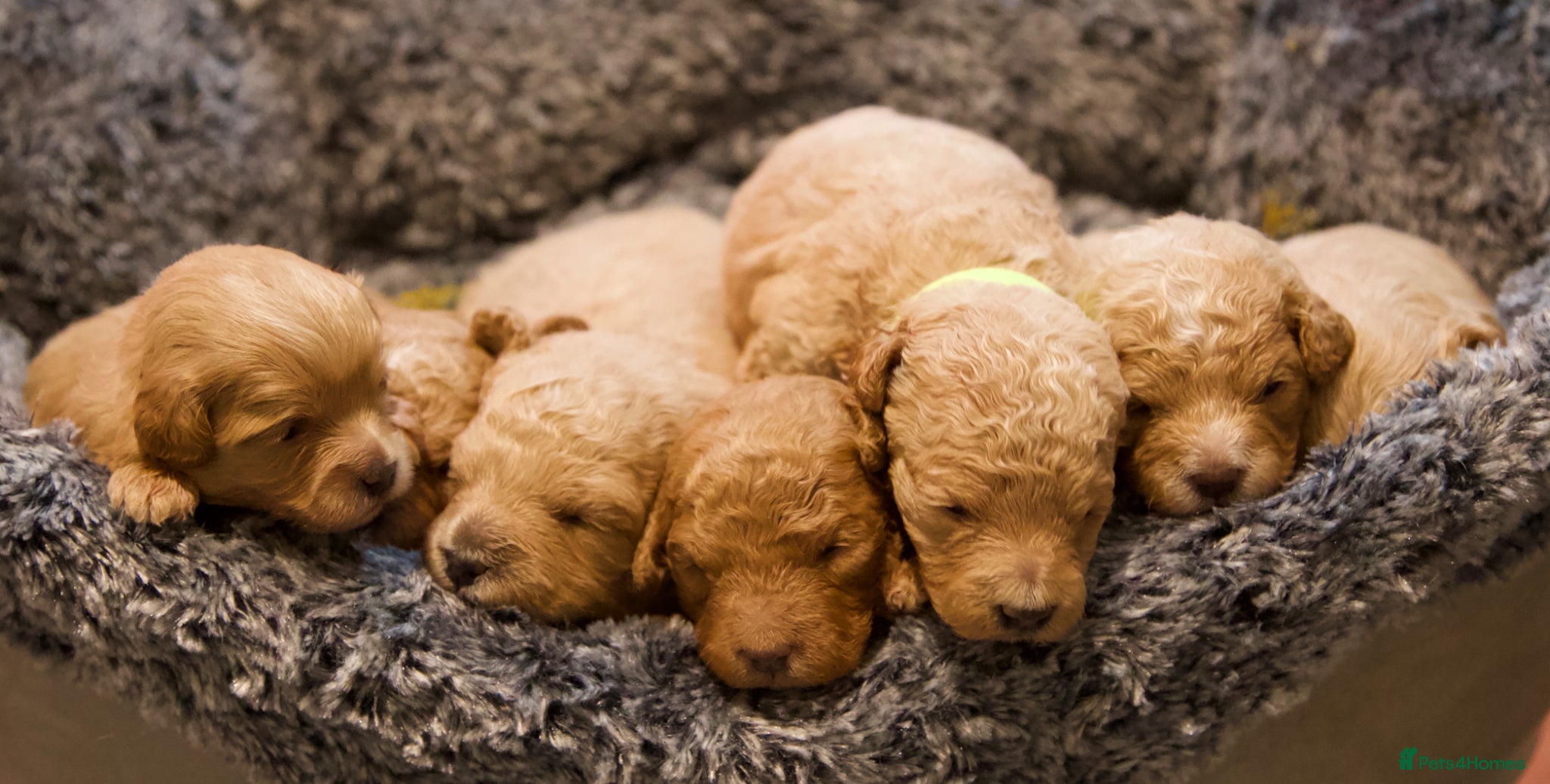 Cavachon dogs Gorgeous F1 Fox Red Cavapoochon’s  - Advert 8