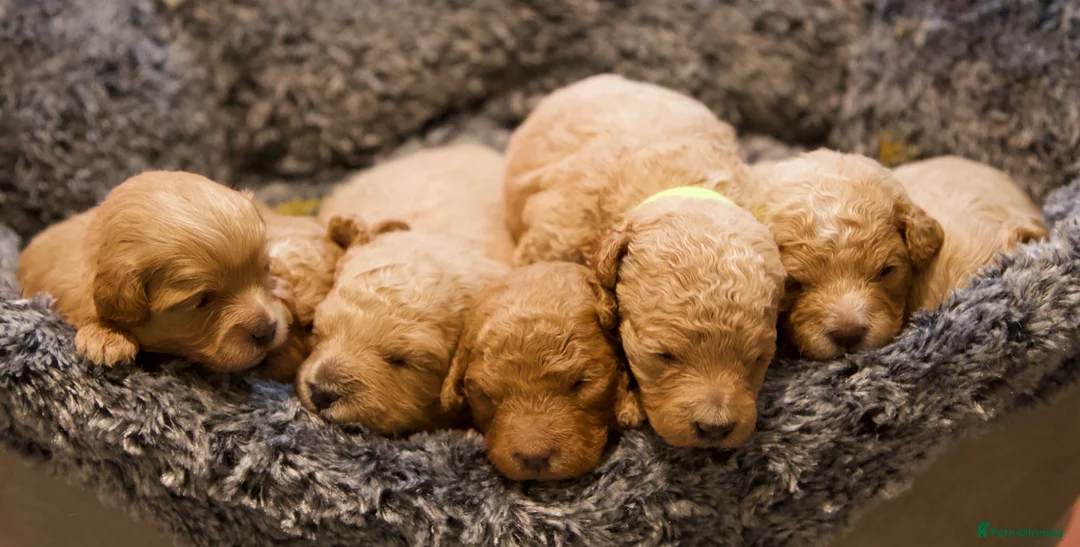 Cavachon dogs for sale: Gorgeous F1 Fox Red Cavapoochon’s  - Advert 1