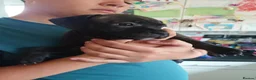 Staffordshire Bull Terrier dogs for sale: Exceptional Staffordshire bull Terrier Puppies - Advert 33