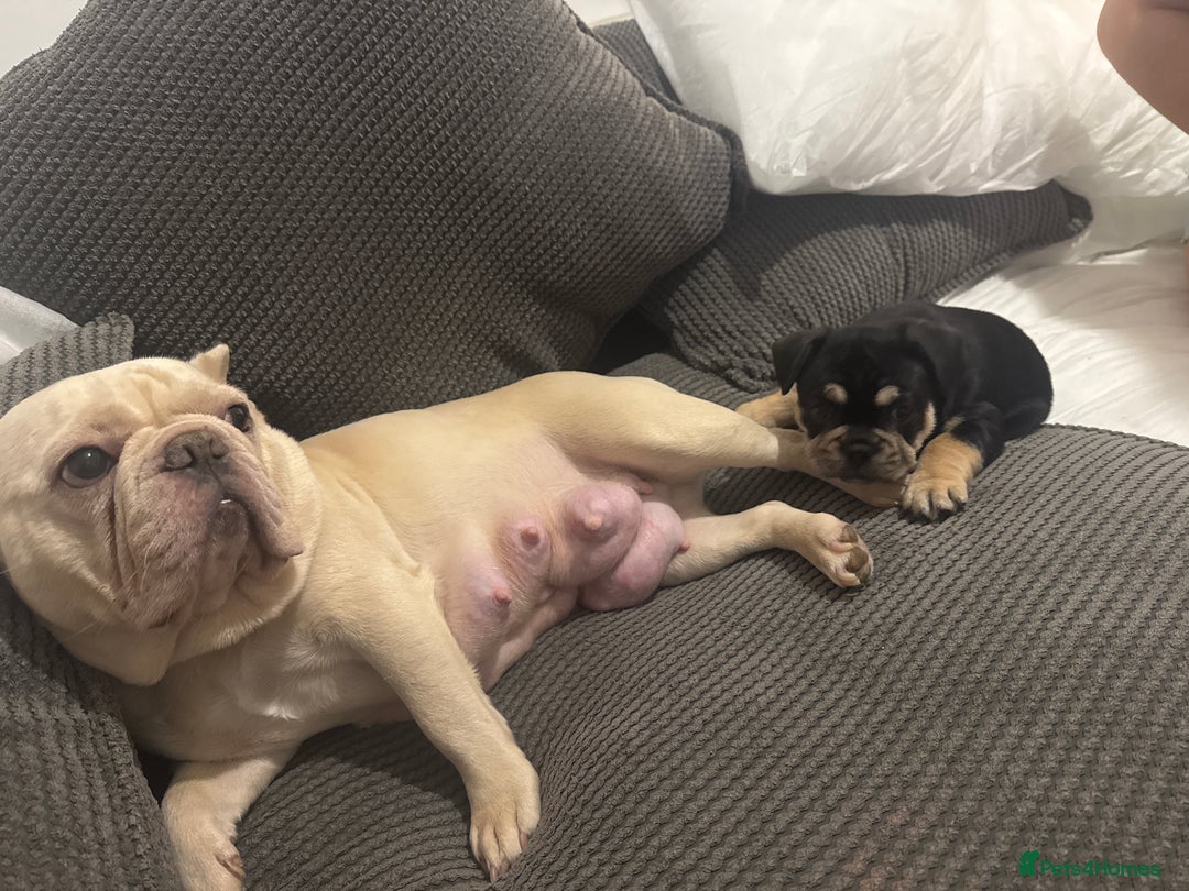 French Bulldog dogs for sale: French bulldog pup - Image 3