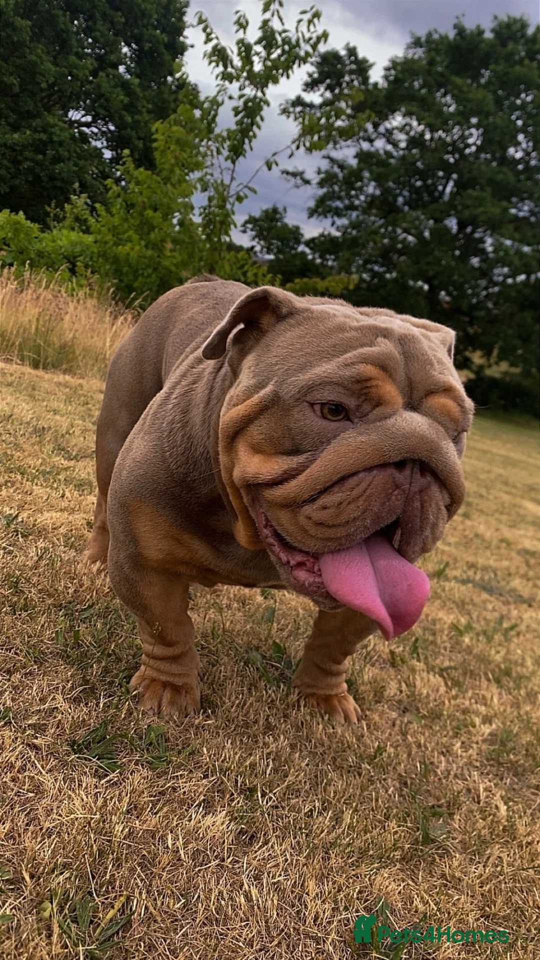 English Bulldog dogs for stud: Hugo ready for stud - Advert 2