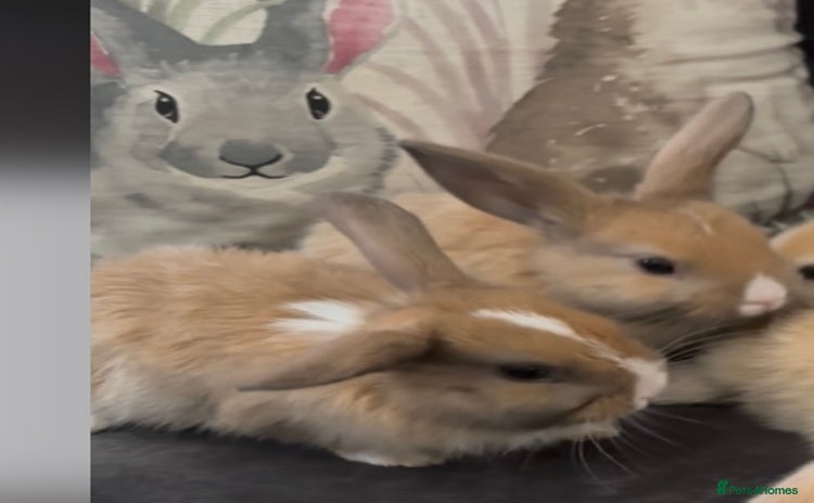 Mini Lop rabbits - Advert 1