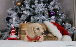 Miniature Dachshund dogs for sale: CREAM MINIATURE DACHSHUNDS CHAMPION PEDIGREE  - Image 9