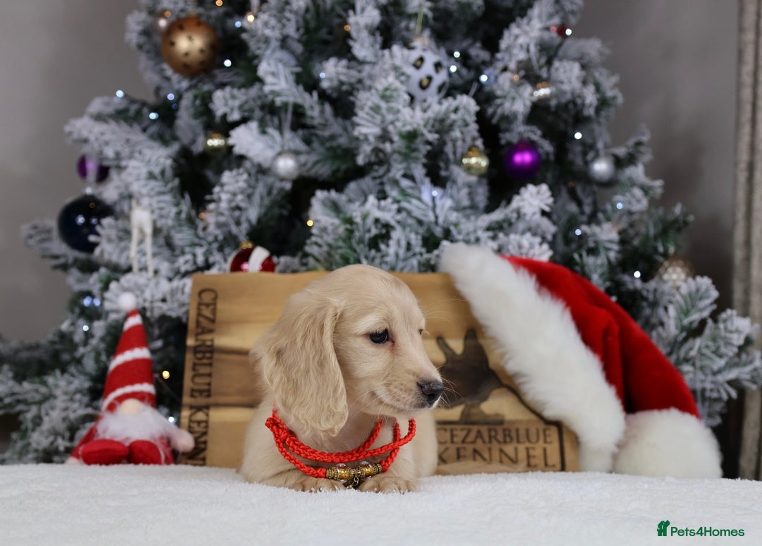 Miniature Dachshund dogs for sale: CREAM MINIATURE DACHSHUNDS CHAMPION PEDIGREE  - Image 9