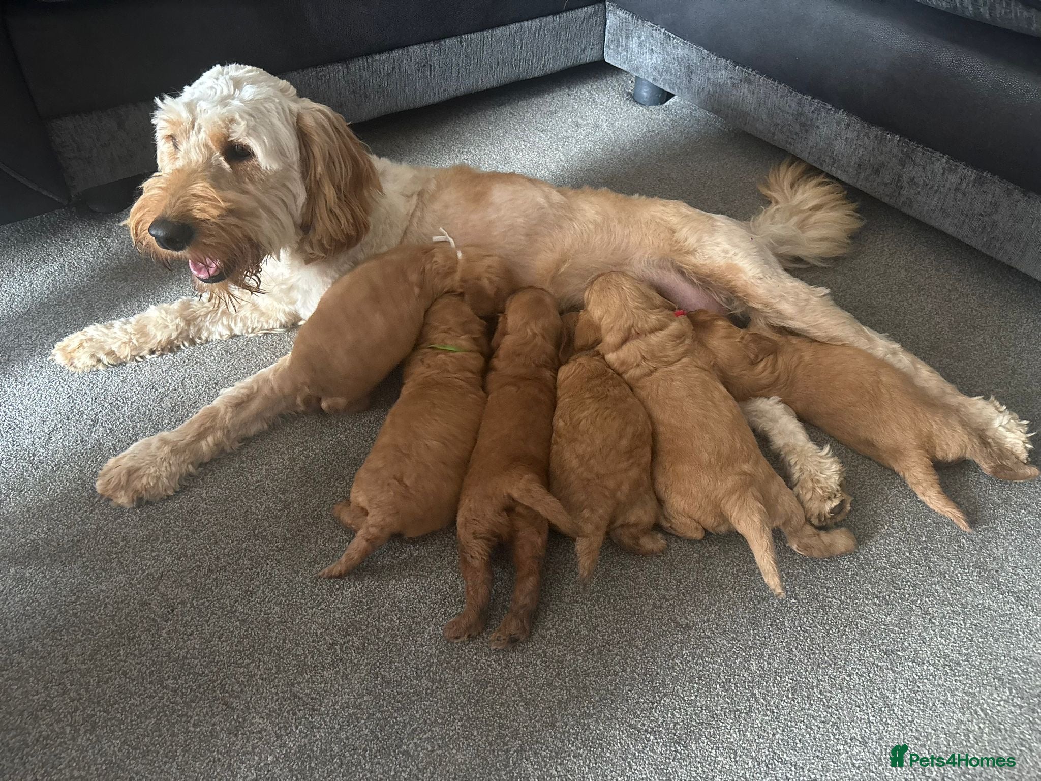 Mixed Breed dogs Outstanding litter of double doodles  - Advert 1