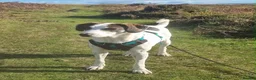 Mixed Breed dogs for adoption: Our lovely Elsie is looking for her forever home - Advert 3