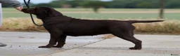 Labrador Retriever dogs for sale: Chocolate Stunning Female English Labrador 2yrs   - Advert 2