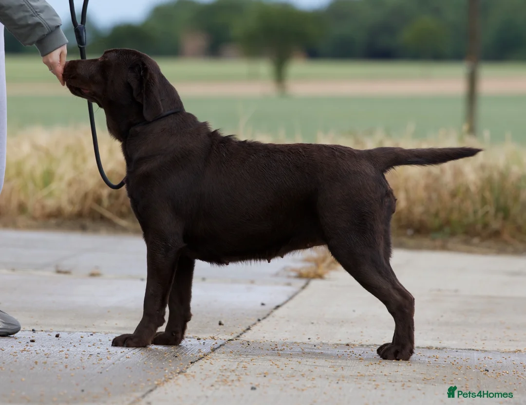 Labrador Retriever dogs for sale: Chocolate Stunning Female English Labrador 2yrs   - Advert 2