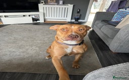Mixed Breed dogs for sale: Beautiful Bulloxer.  - Image 1