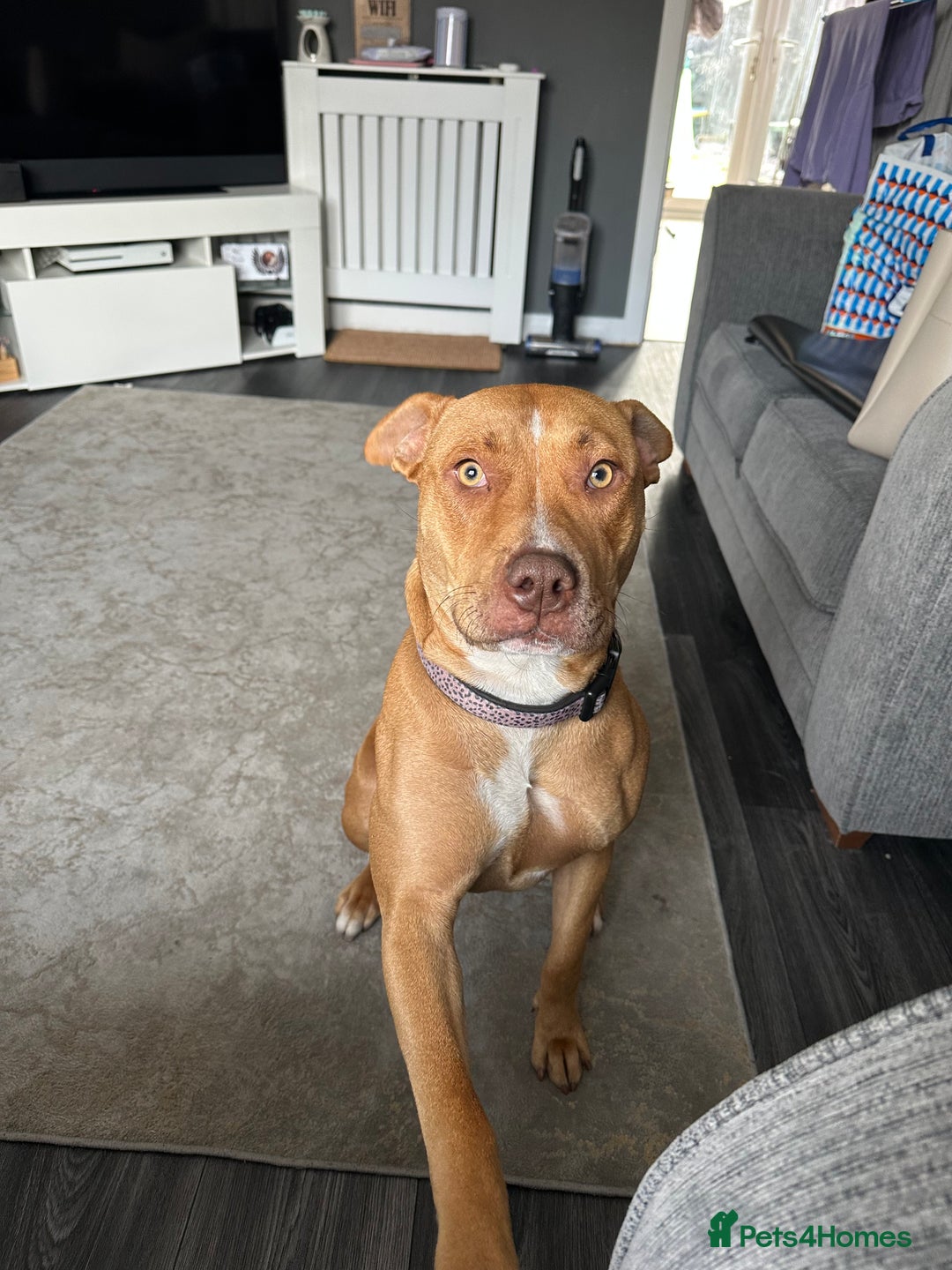 Mixed Breed dogs for sale: Beautiful Bulloxer.  - Image 1