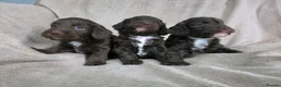 Cockapoo dogs for sale: F1 Chocolate Cockapoos. DNA Health Tested - Advert 17