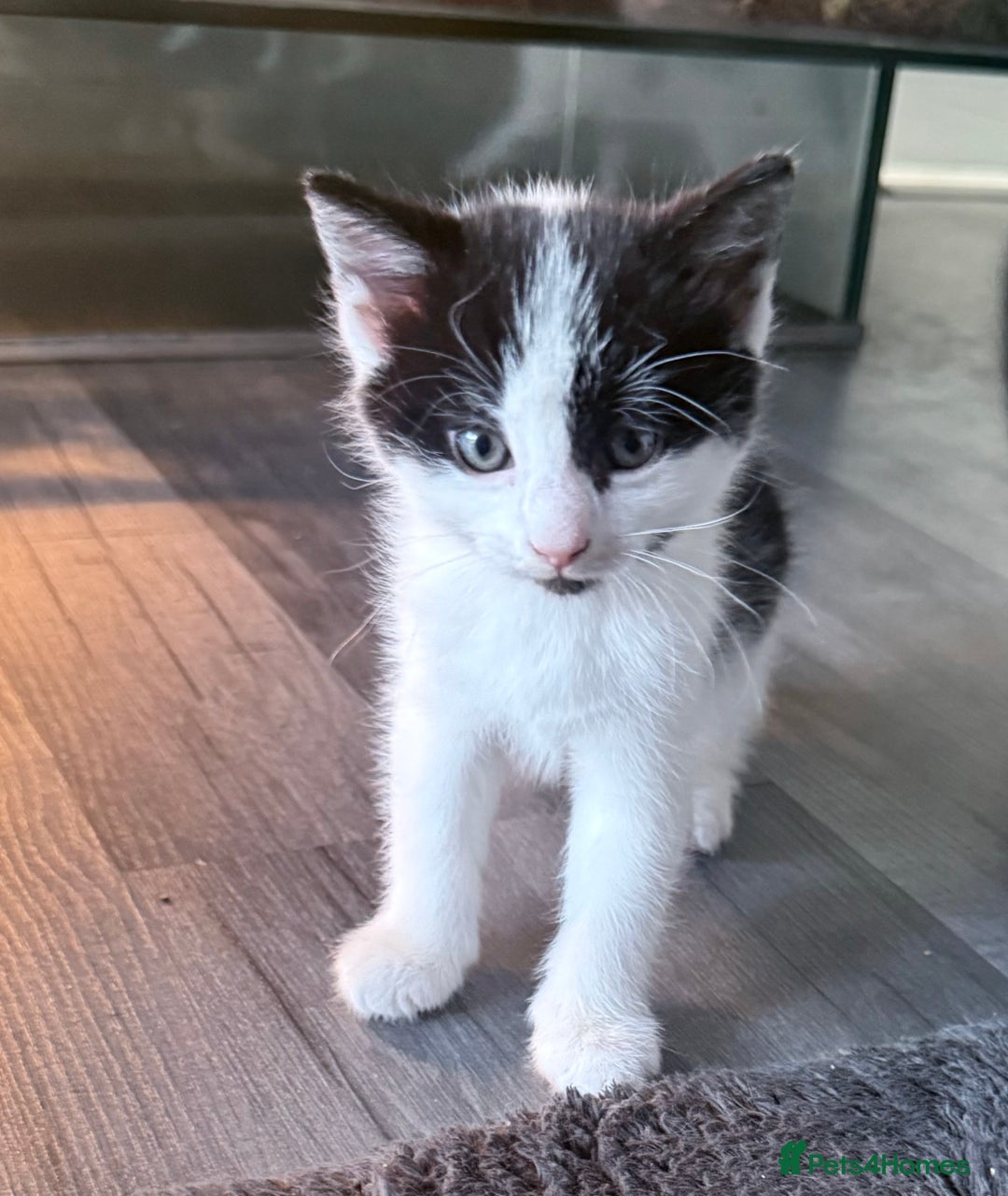 Domestic Shorthair cats for sale: 1 male and 2 female cats for sale - Image 10