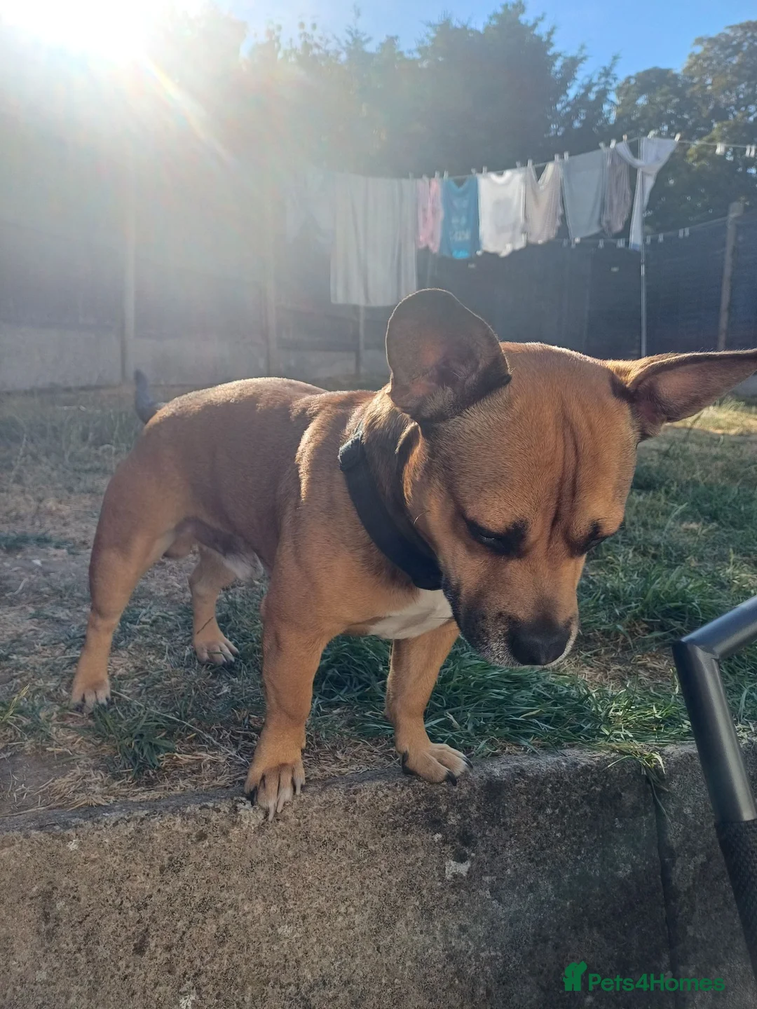 Mixed Breed dogs for stud: Max for stud in Leicester - Advert 3