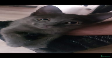 British Shorthair cats - Advert 15