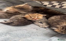 Persian cats for stud: Introducing super stud Snowball  in Leicester - Image 10